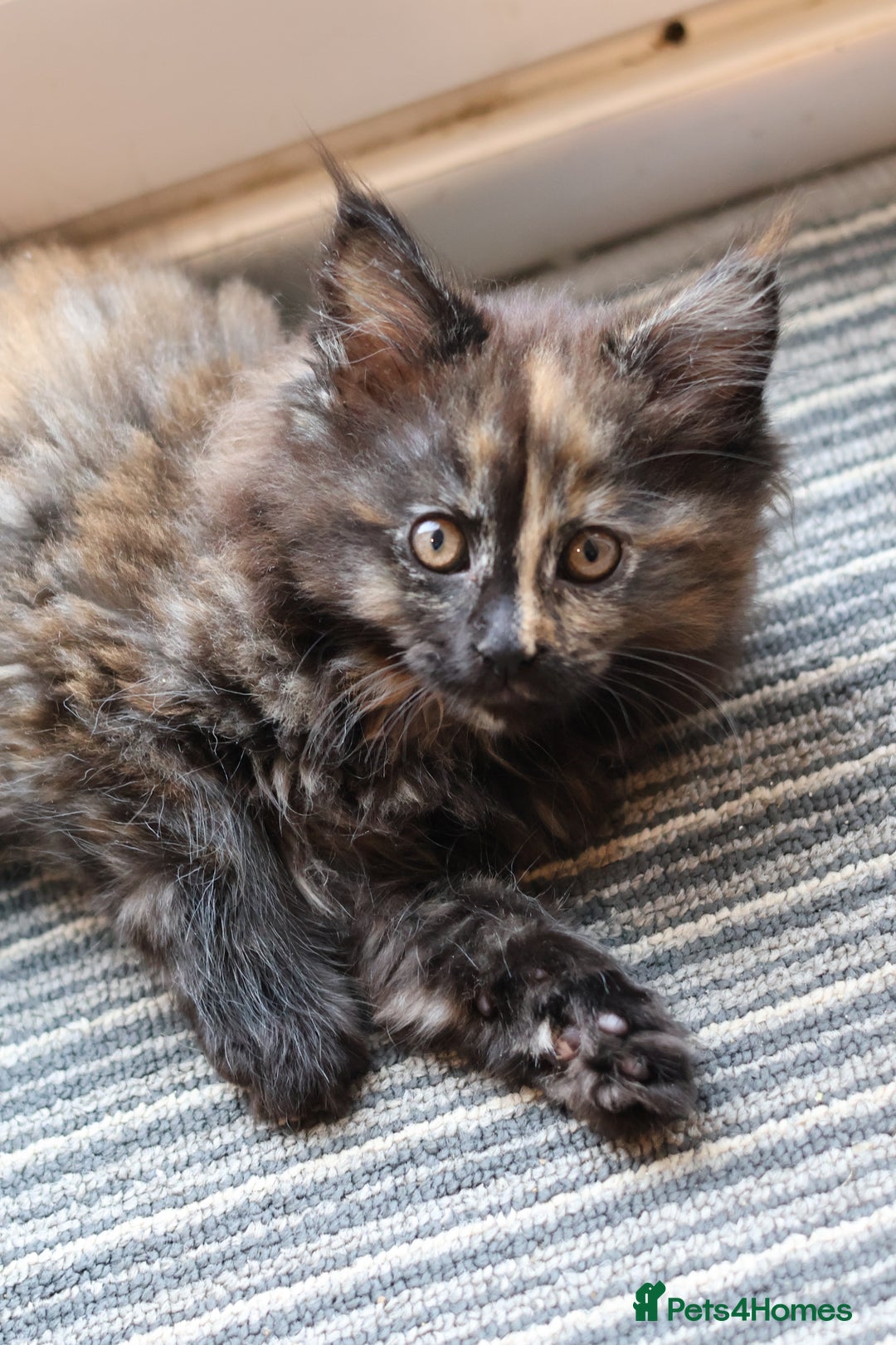 Ragdoll cats for sale: Full ragdoll and ragdoll/mainecoon needing rehome - Advert 4