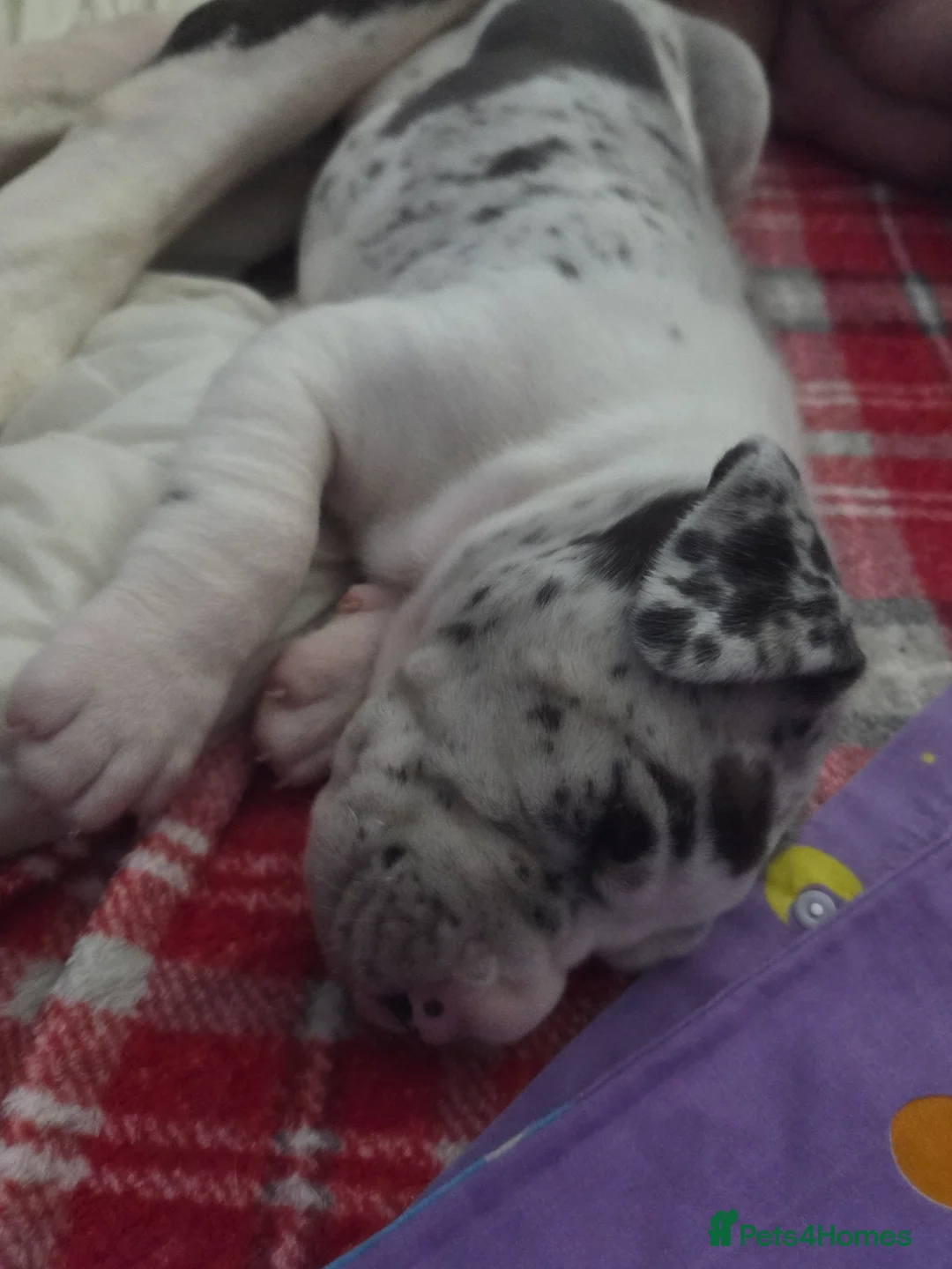 Great Dane dogs for sale: Greatdane puppies forsale - Advert 9