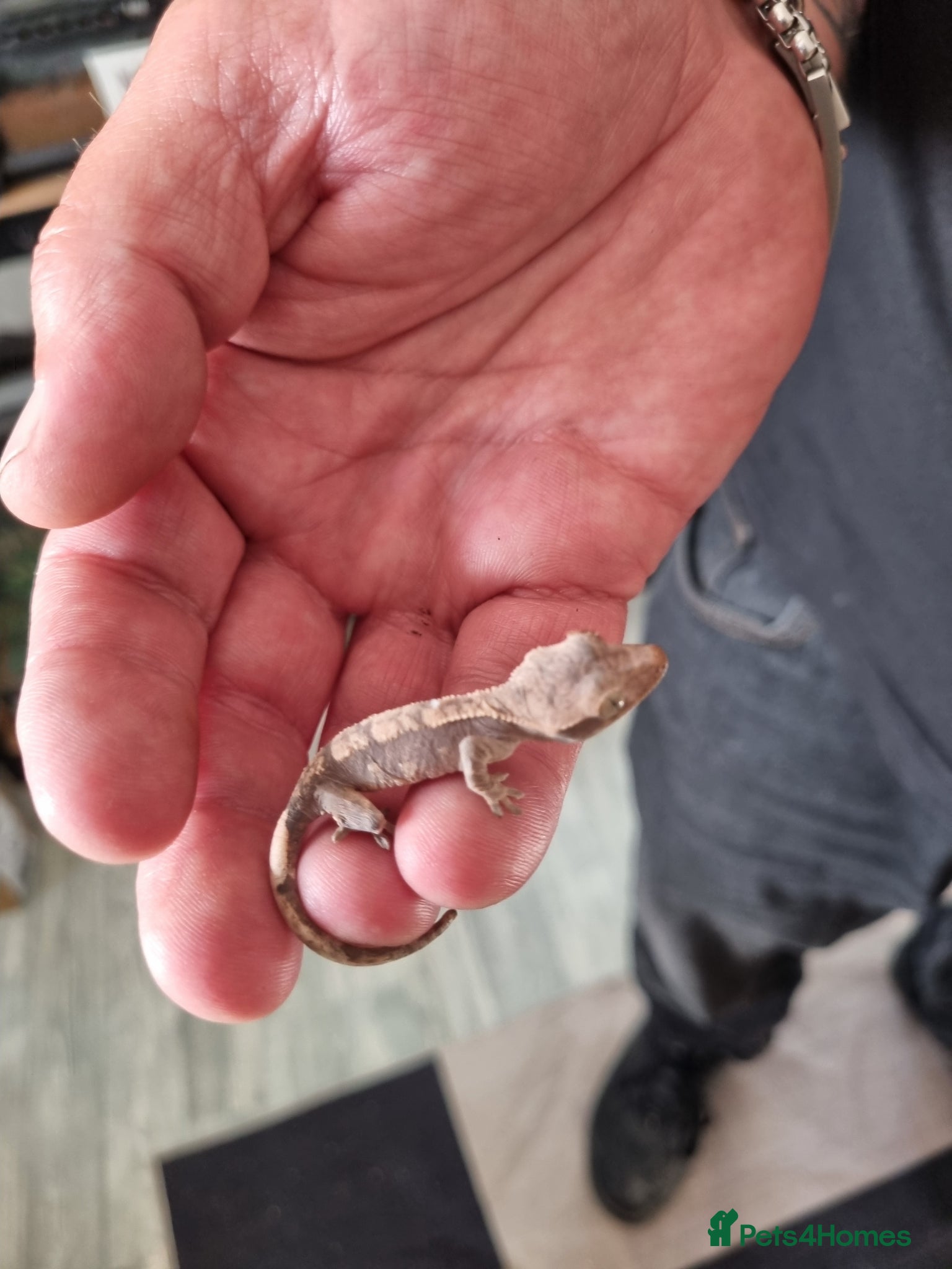 Gecko reptiles CRESTED GECKOS BABIES  - Advert 3