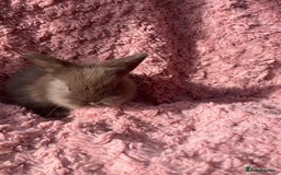 Lionhead rabbits for sale: Lionhead bunnies - Image 8