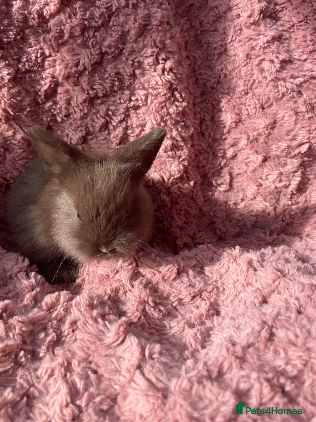 Lionhead rabbits for sale: Lionhead bunnies - Image 8