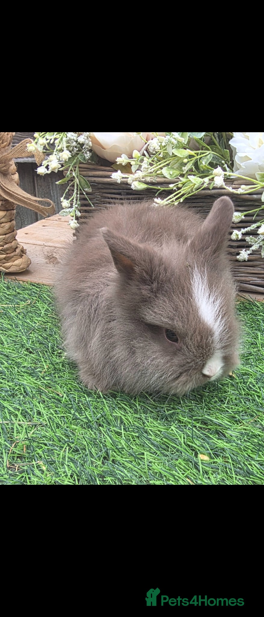 Lionhead rabbits RESERVED - Advert 1