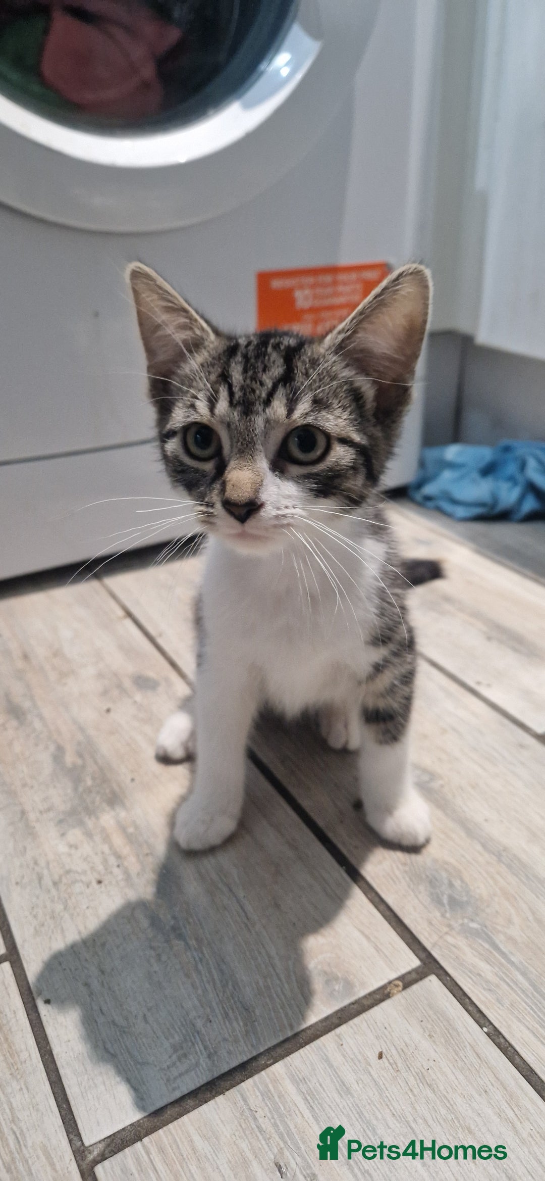 Domestic Shorthair cats for sale: 3 beautiful cats  - Image 2