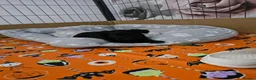 Yorkiepoo dogs for sale: Yorkipoo  - Advert 5