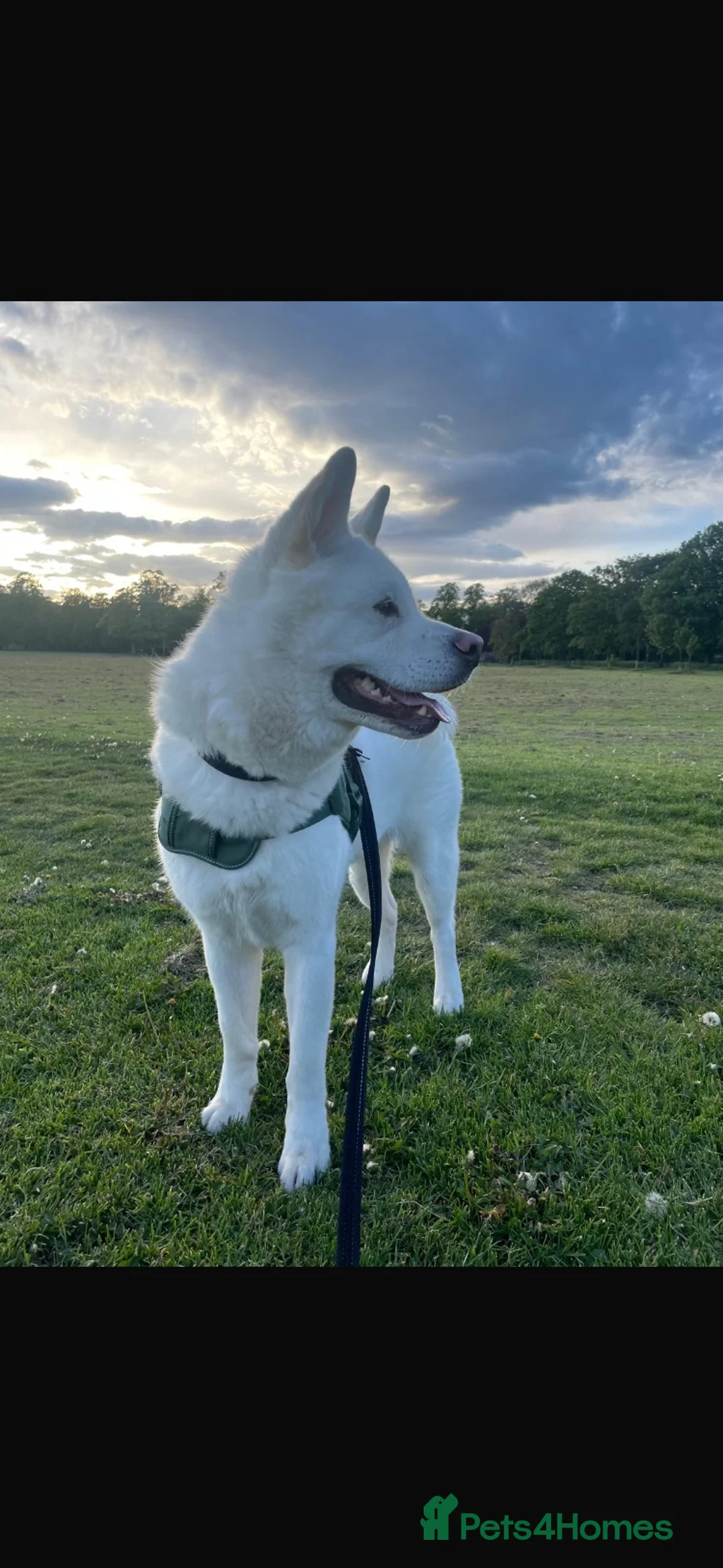 Akita dogs for sale: Akita for sale  in Darlington - Advert 1