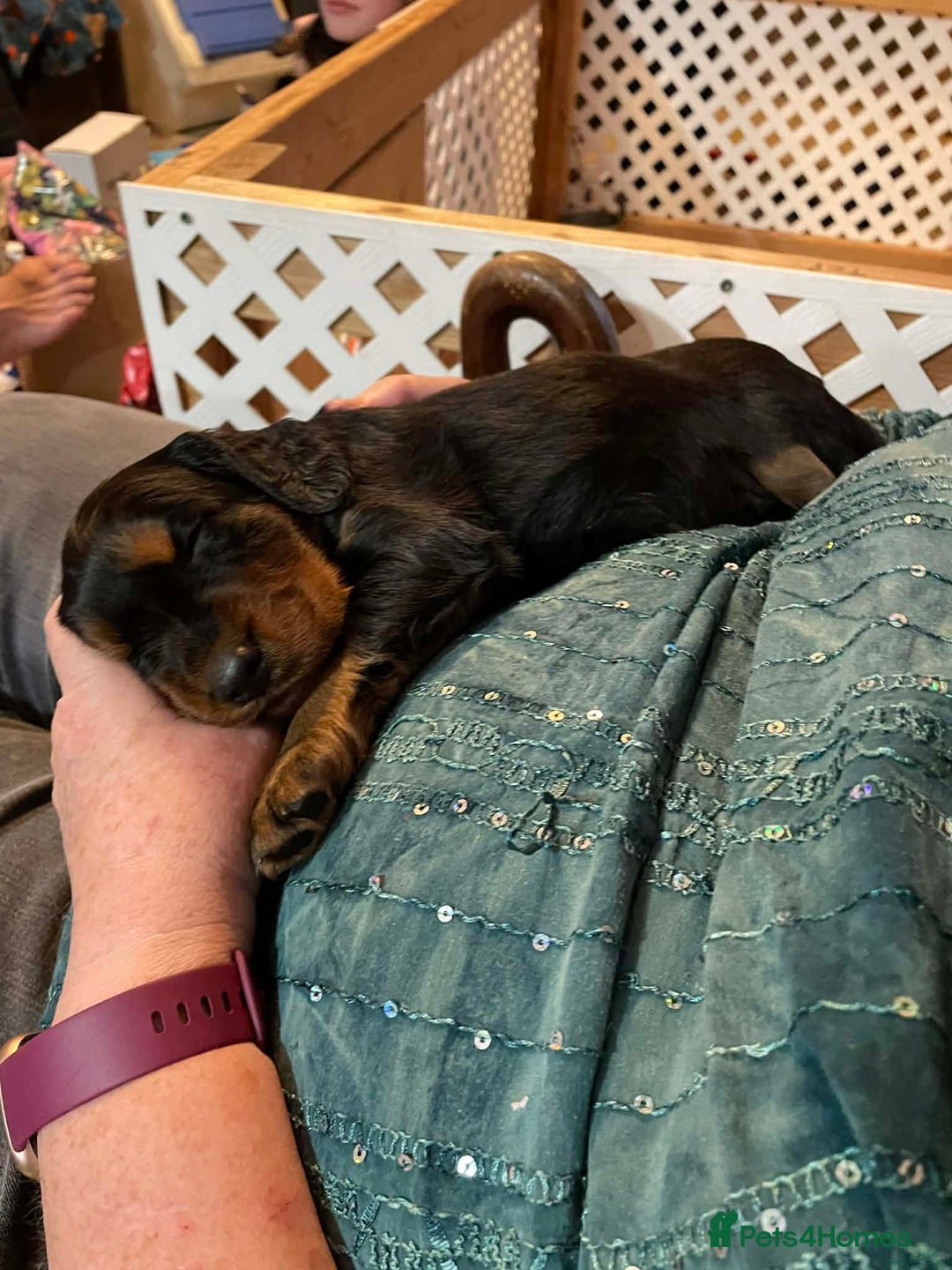 Gordon Setter dogs for sale: 🐾 Gordon Setter Puppies Raised in Our Home 🐾 - Advert 6
