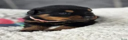 Rottweiler dogs for sale: Gorgeous Rottweiler Puppies  - Advert 9