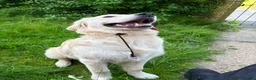 Golden Retriever dogs for sale: Murphy - 6 Month-Old Golden Retiever in Preston - Advert 2