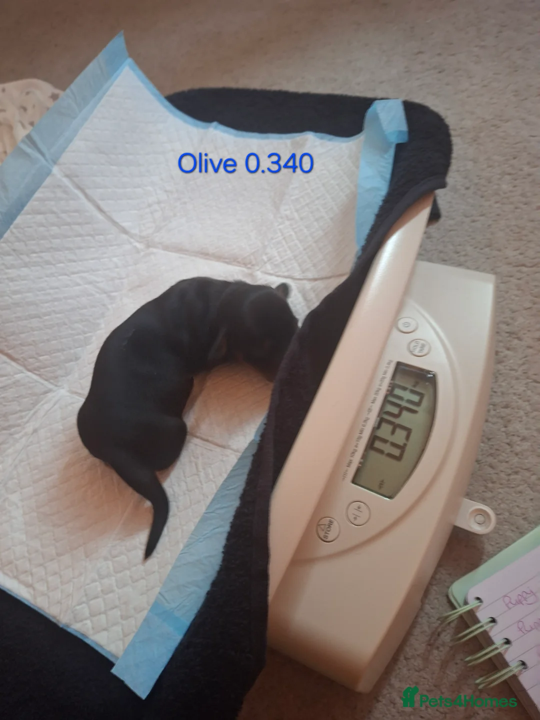 Dachshund dogs for sale: Miniature Dauchund Isabella and Black/Tan pups.  - Advert 10