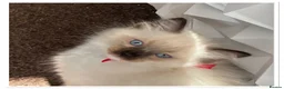 Ragdoll cats for sale: 6 cute pure breed Ragdoll kittens 2 boys 4 girls  - Advert 26