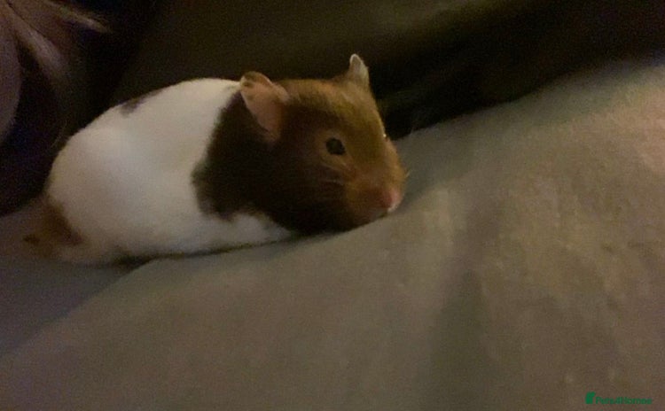 Hamster rodents - Advert 5