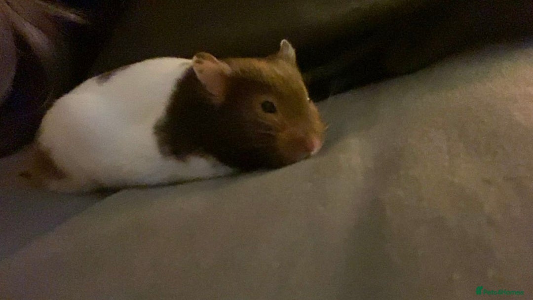 Hamster rodents for sale: Female hamster  - Image 1