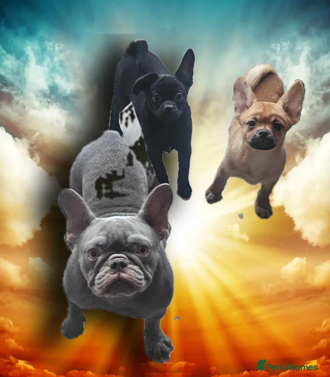 French Bulldog dogs for sale: ❤️⭐️  Adorable Frenchie poms ❤️⭐️ ONLY 3 LEFT ⭐️ - Advert 13