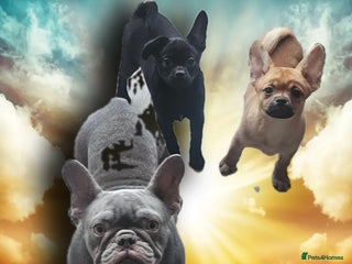 French Bulldog dogs ❤️⭐️ Adorable Frenchie poms ❤️⭐️ - Advert 22
