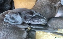 Mixed Breed dogs for sale: Italian Segugio/labrador Easter Love Affair - Image 5