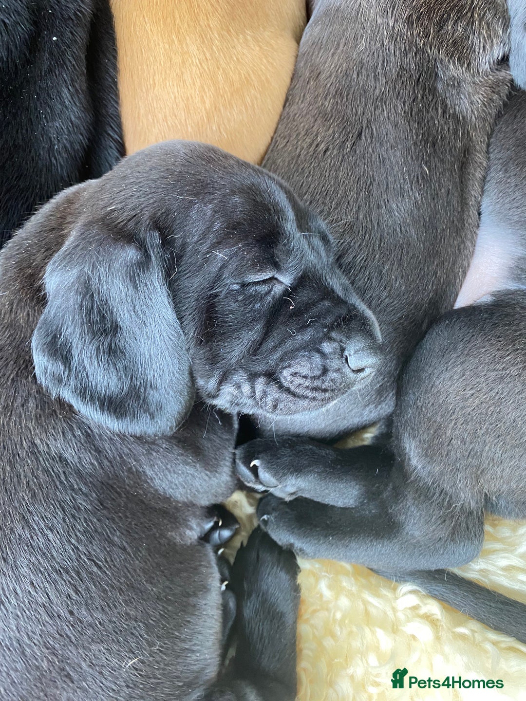 Mixed Breed dogs for sale: Italian Segugio/labrador Easter Love Affair - Image 5