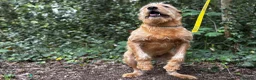 Soft Coated Wheaten Terrier dogs for sale: Wheaten Terrier in London - Advert 4