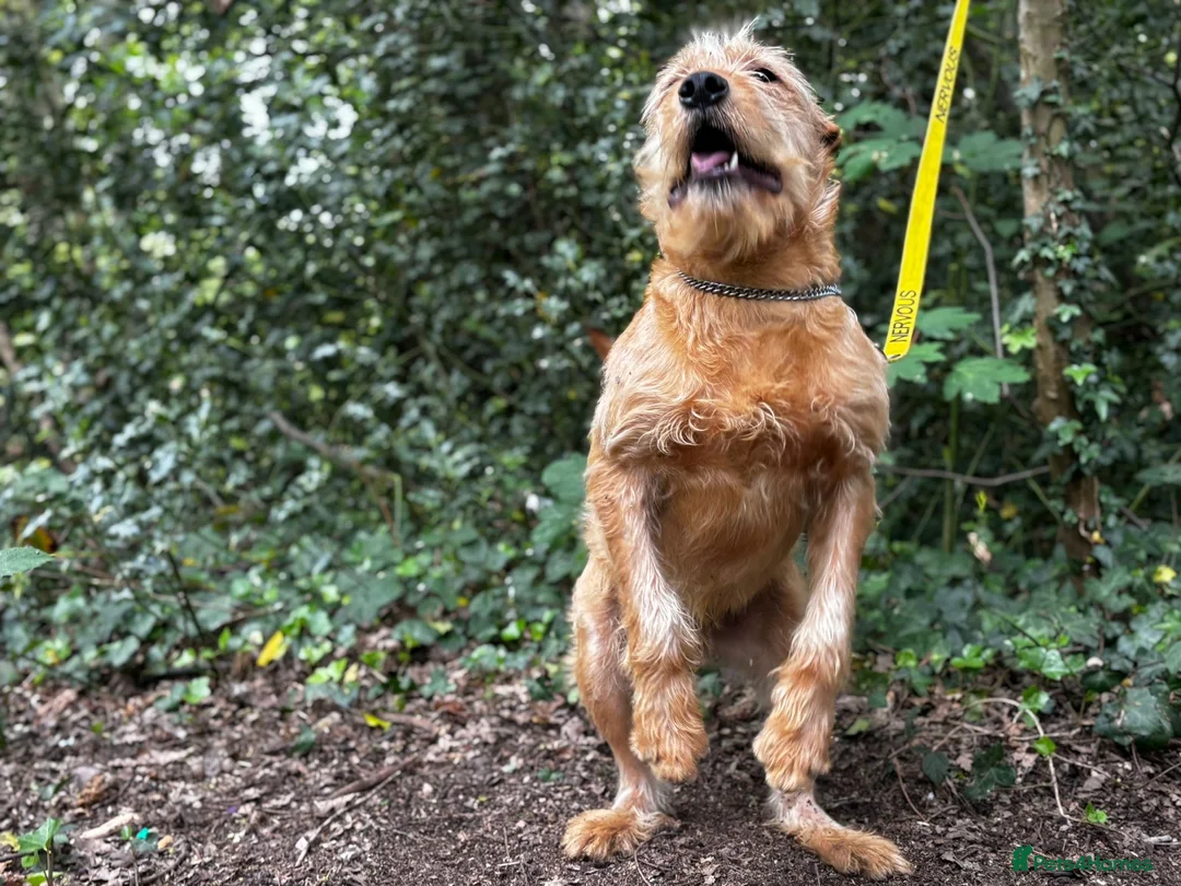 Soft Coated Wheaten Terrier dogs for sale: Wheaten Terrier in London - Advert 4