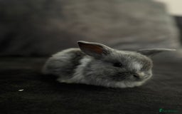 Mini Lop rabbits for sale: Mini Lops & Mini Lion Lops. Separate litters - Image 7