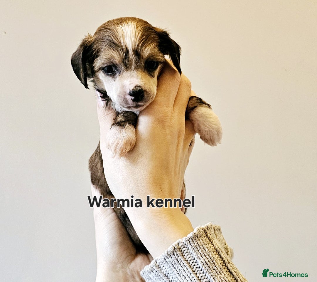 Chinese Crested dogs for sale: Two Boys letf £1300 in Crewe - Image 6