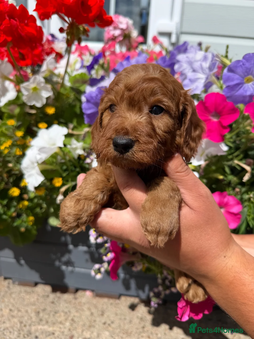 Cockapoo dogs for sale: Cockapoo puppies F1 (licensed breeder) - Advert 1