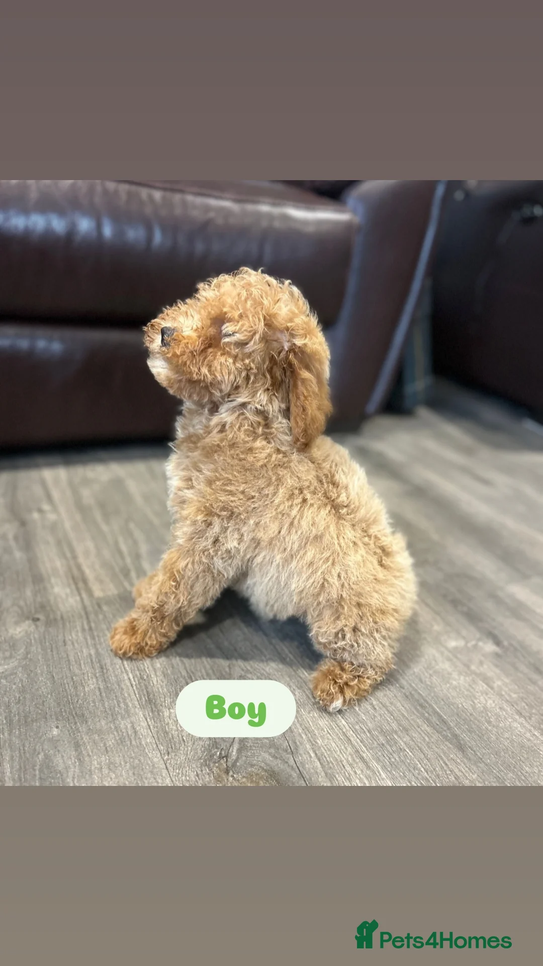 Cavapoo dogs for sale: Adorable Cavapoos ready for their new families 🐾 - Image 8