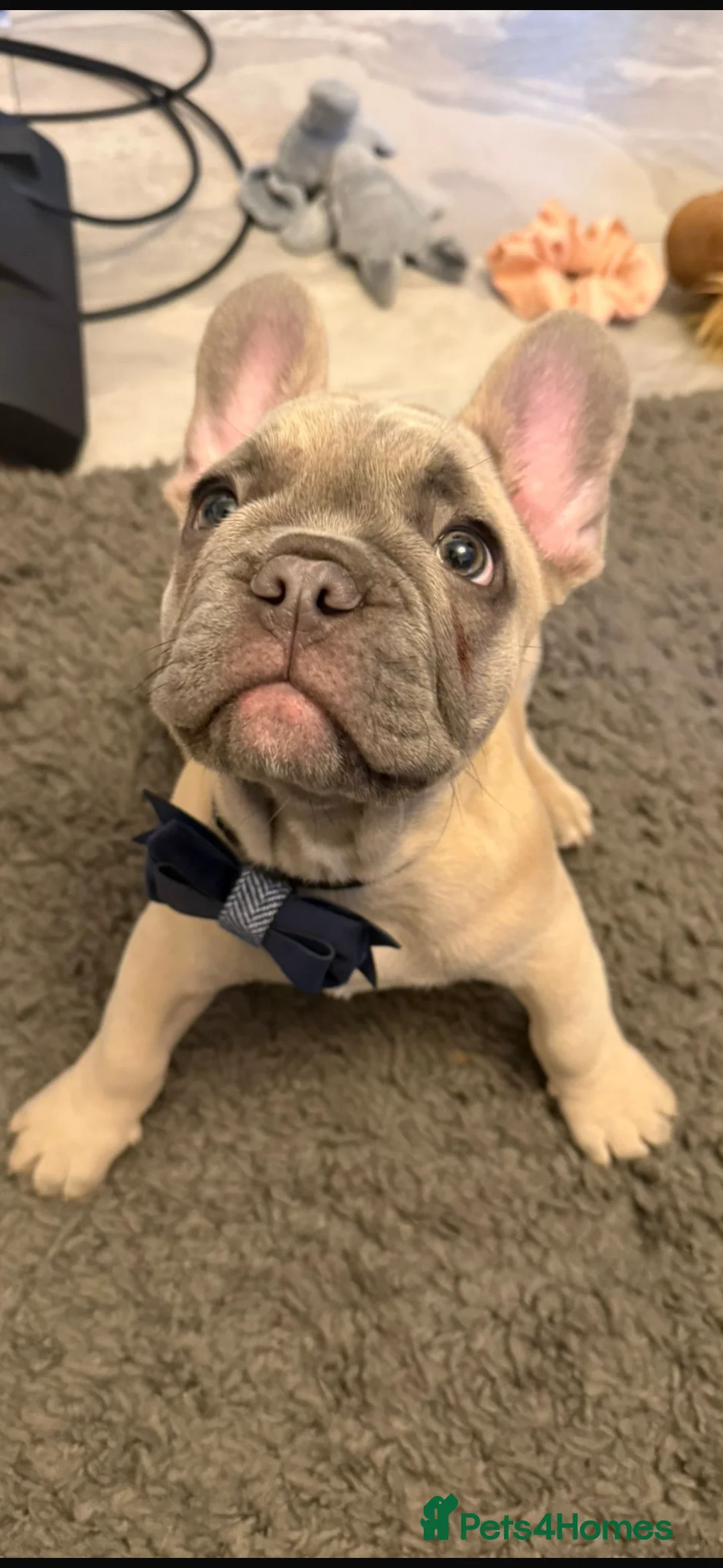 French Bulldog dogs for sale: French bull dog puppy  - Advert 2