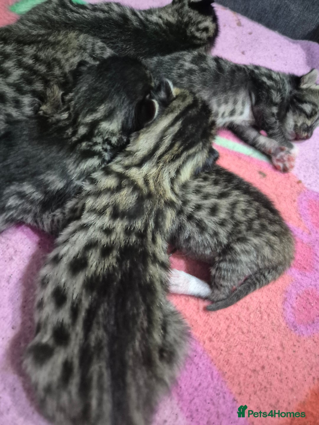 Savannah cats for sale: Savannah kittens  - Image 2