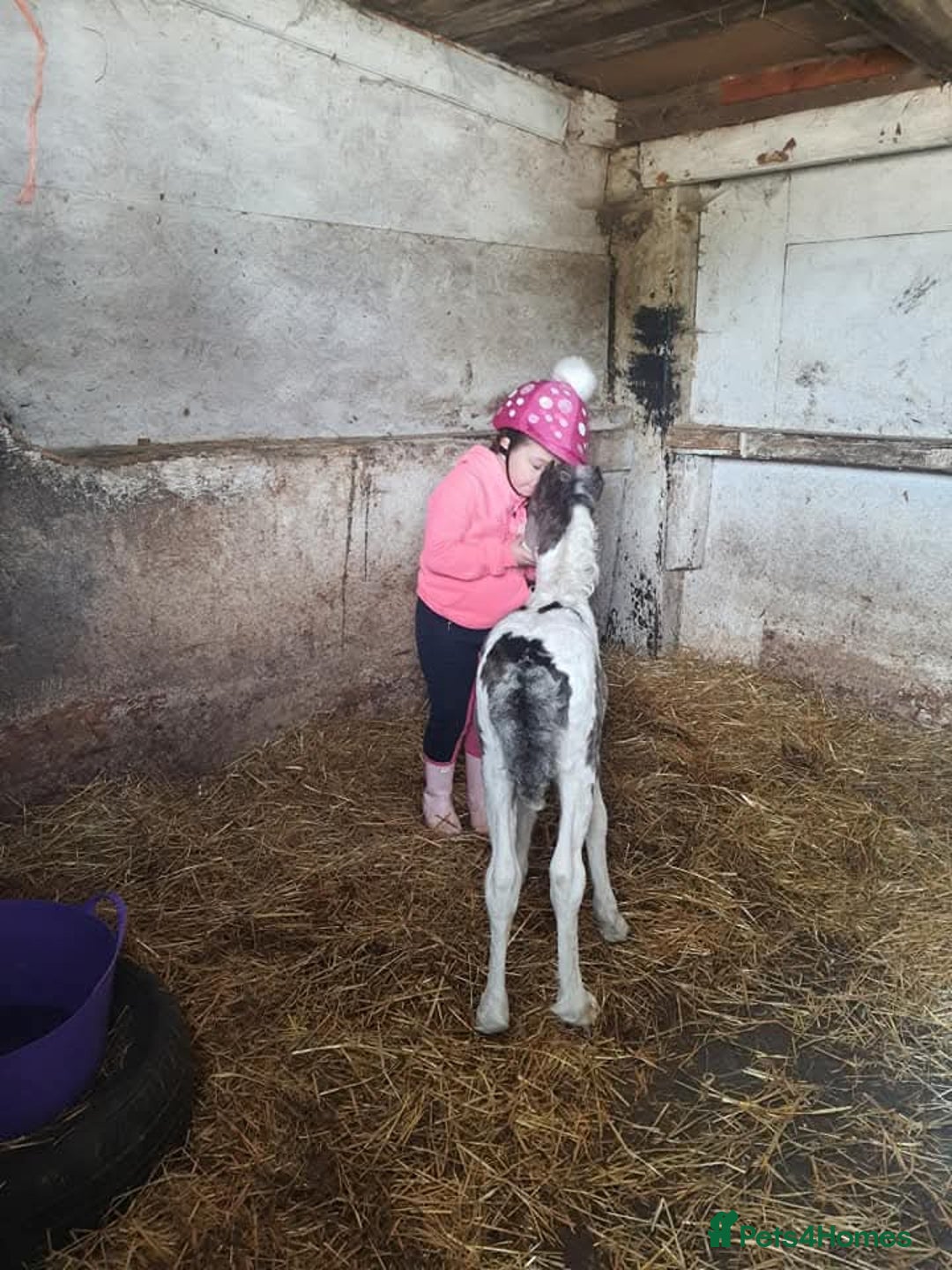 Irish Cob horses for sale: Bluebell  - Image 3