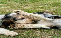 Cocker Spaniel dogs for sale: Stunning Pedigree KC Show Cocker Puppies  - Image 19