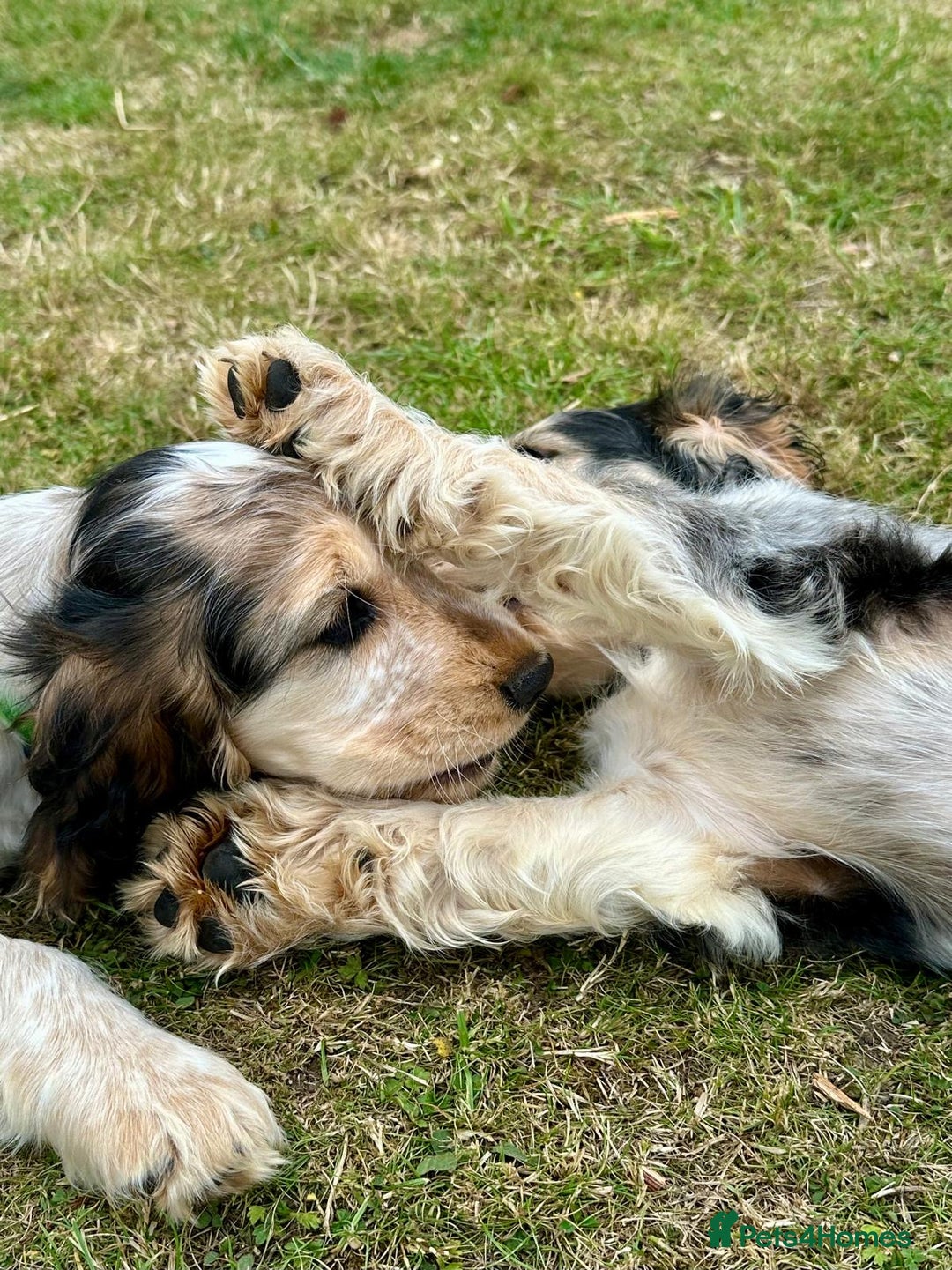 Cocker Spaniel dogs for sale: Stunning Pedigree KC Show Cocker Puppies  - Image 19