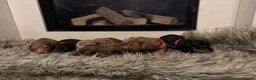 Dachshund dogs for sale: 7 Beautiful Dachshund Puppies - Advert 6