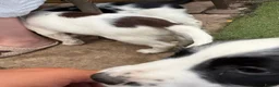 English Springer Spaniel dogs for sale: Engilish springer spaniel puppies  - Advert 35