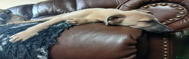 Whippet 1