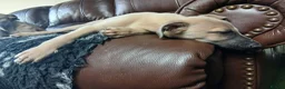 Whippet dogs for sale: High Quality Whippet pups Crufts in Bishop Auckland - Advert 22
