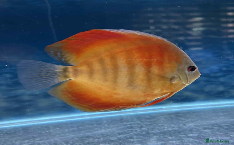 Discus fish - Advert 1