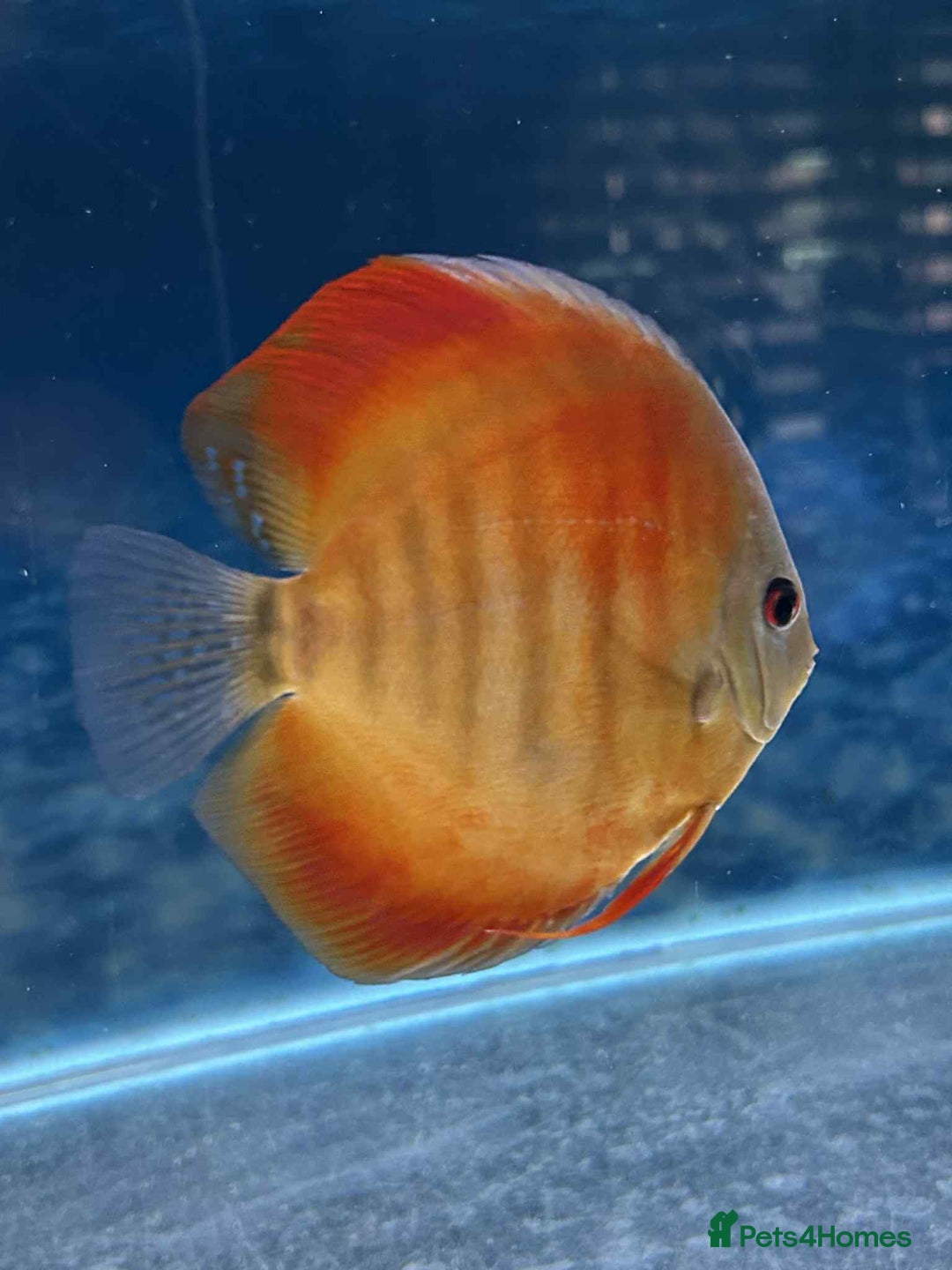 Discus fish for sale: Discus fish - Image 1
