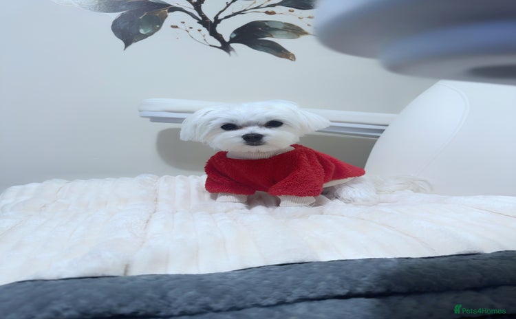 Maltese dogs in Ipswich - Advert 5