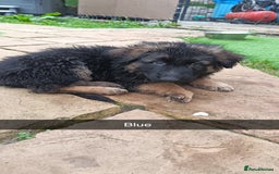 German Shepherd dogs for sale: German Shepherd puppies - Image 17