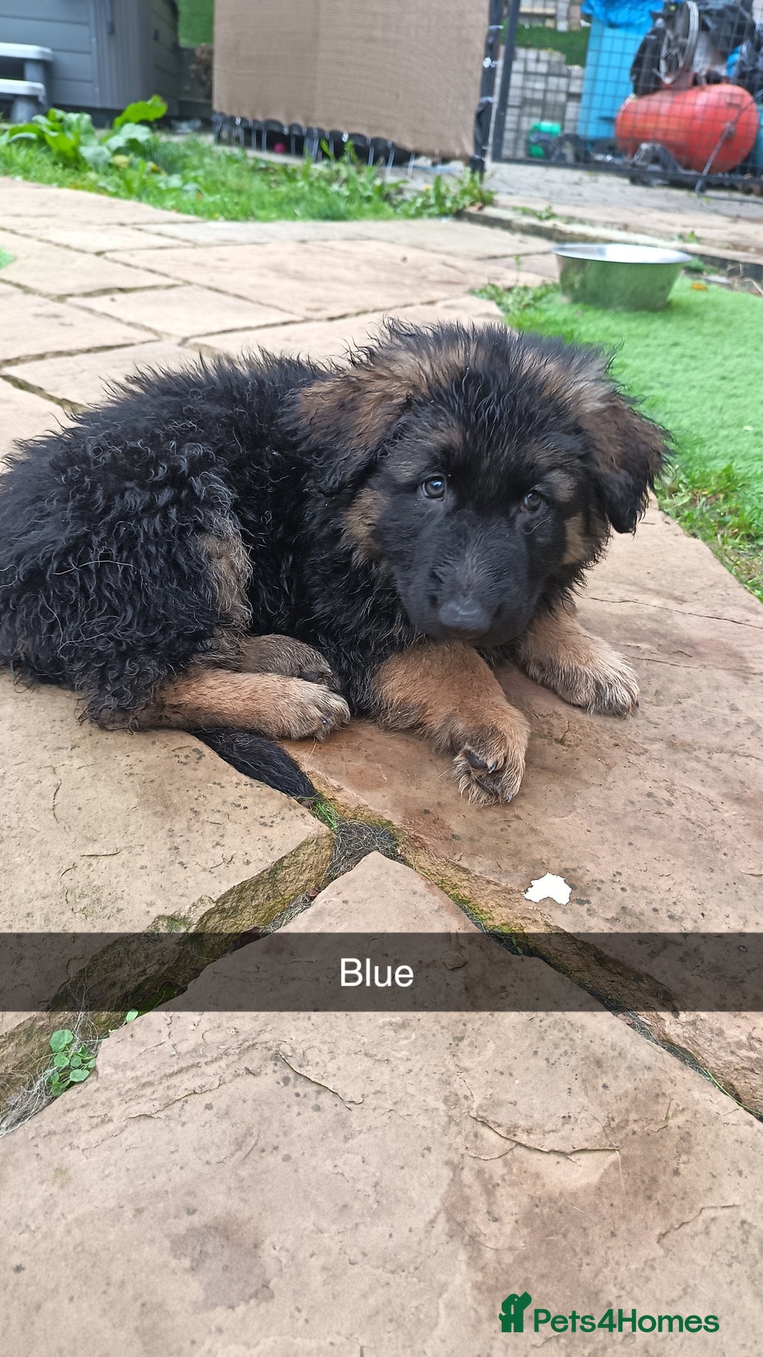 German Shepherd dogs for sale: German Shepherd puppies - Image 17