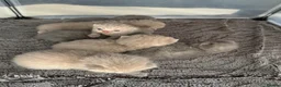 British Shorthair cats for sale: 🤍British Shorthair Kittens🤍 - Advert 5