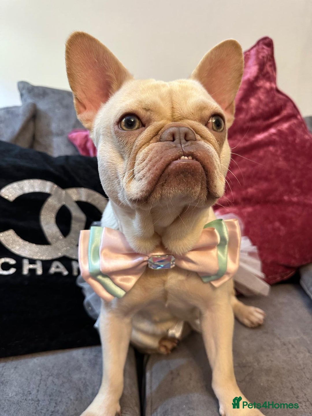 French Bulldog dogs for sale: 1 year old female platinum frenchie.  - Advert 14