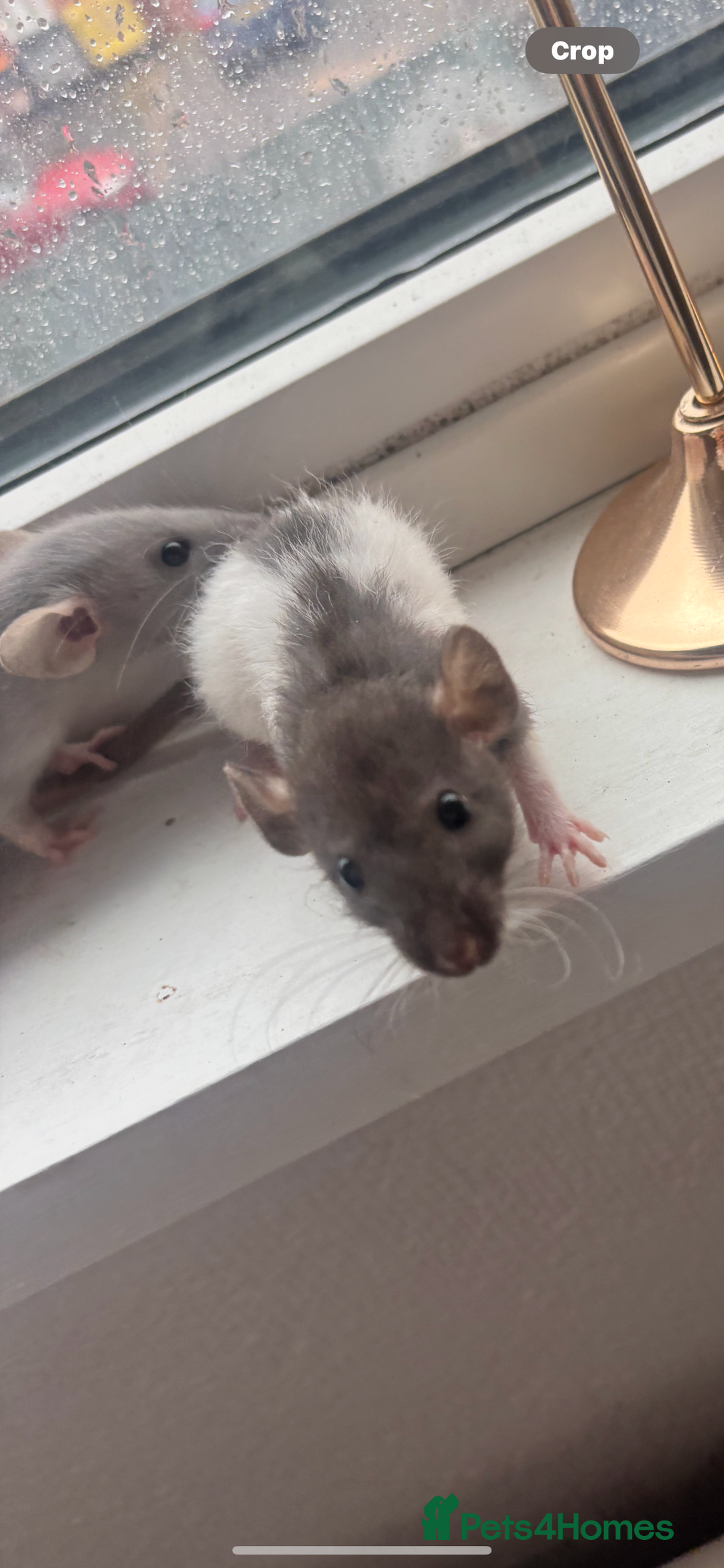 Rat rodents for sale: Two female baby rats  - Image 2