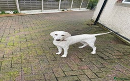 Goldendoodle dogs for sale: Beautiful Goldendoodle girl age 2 for sale - Image 2