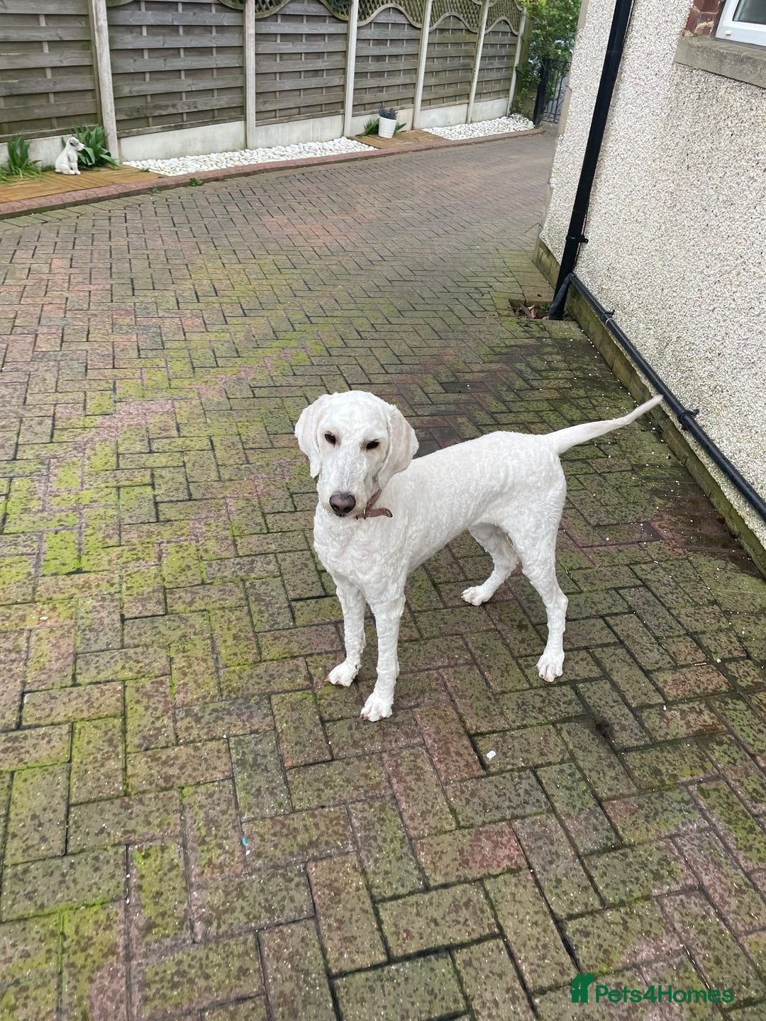 Goldendoodle dogs for sale: Beautiful Goldendoodle girl age 2 for sale - Image 2
