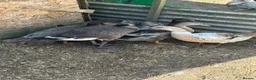 Ducks poultry for sale: Bonded group ducks drakes goose geese runners  - Advert 2