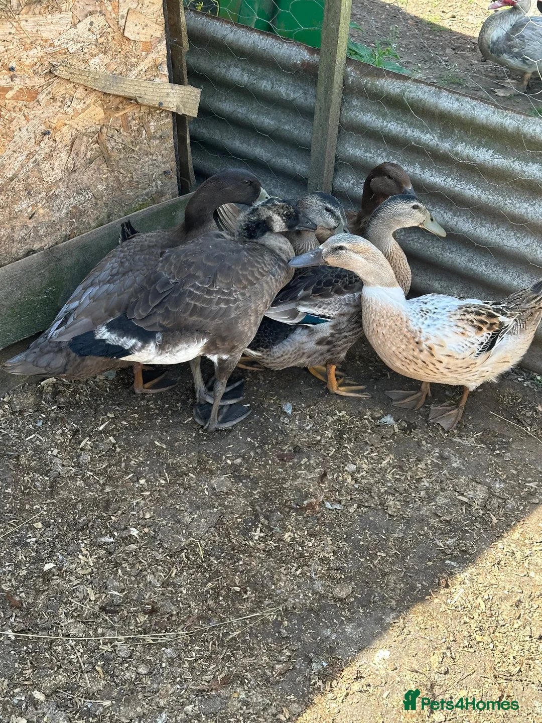 Ducks poultry for sale: Bonded group ducks drakes goose geese runners  - Advert 2