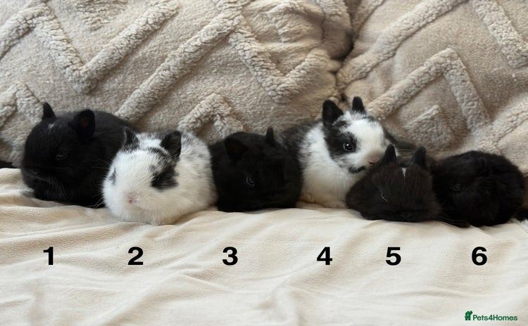 Netherland Dwarf rabbits - Advert 1