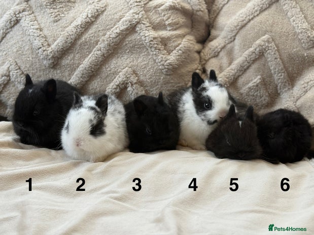 Netherland Dwarf rabbits - Advert 5
