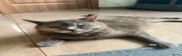 Scottish Fold cats for sale: Gorgeous Scottish Fold kittens for sale - Advert 17